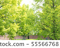 Row of trees 55566768
