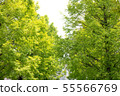 Row of trees 55566769