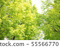 Row of trees 55566770