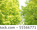 Row of trees 55566771