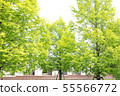 Row of trees 55566772