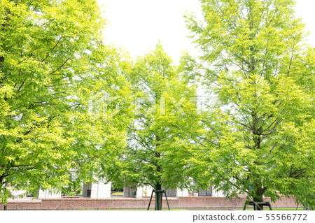 Row of trees Row of trees 55566772