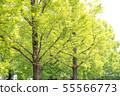 Row of trees 55566773