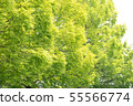 Row of trees 55566774