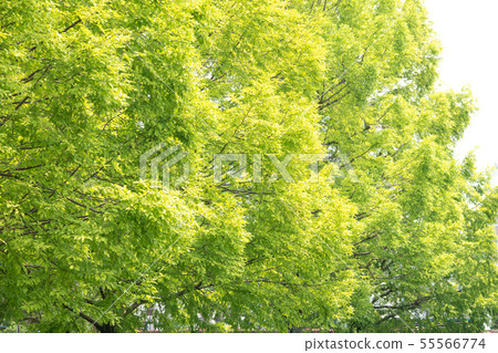 Row of trees Row of trees 55566774