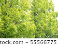 Row of trees 55566775