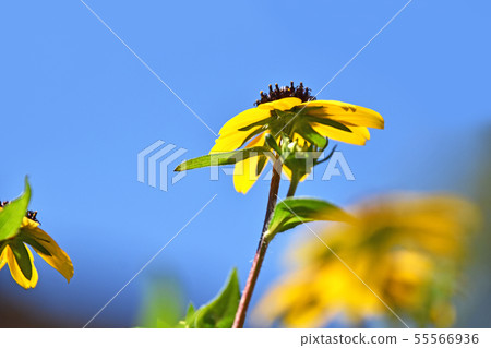 Rudbekia · Takao Rudbekia · Takao 55566936