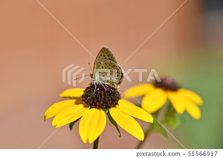 Yamato Shijimi stops in Rudbeckia Takao Yamato Shijimi stops in Rudbeckia Takao 55566937