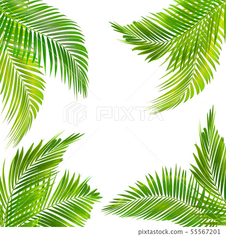 frame for text made from green palm leaf isolated frame for text made from green palm leaf isolated 55567201