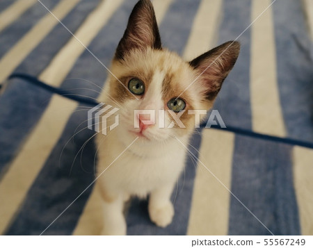 Kitty catching a neck Kitty catching a neck 55567249