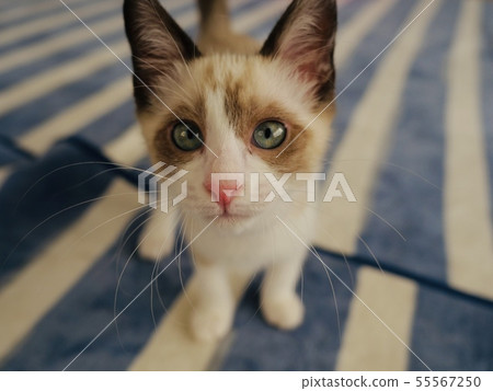 Blue eyes kitten 55567250