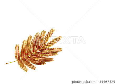 Golden leaf of chinese mimosa tree on white background. Isolated. 55567325