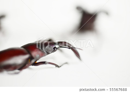 鋸齒雄鹿白色背景昆蟲昆蟲生物暑假 55567688