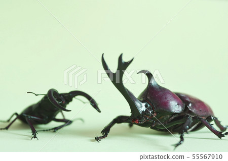 Stag beetle beetle sawworm stag insect green background green back life summer summer vacation season Japan Stag beetle beetle sawworm stag insect green background green back life summer summer vacation season Japan 55567910