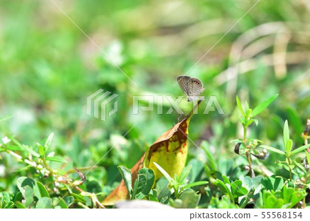 臺灣姬小灰蝶、東方晶灰蝶 (Freyeria putli formosanus) 55568154