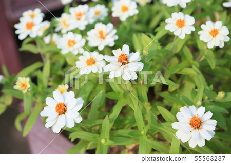 百日草花 百日草花 55568287