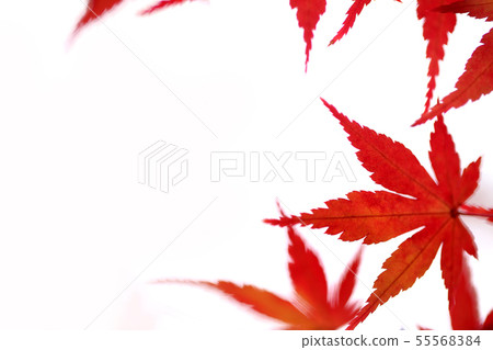 秋天的樹葉 秋天的樹葉 55568384