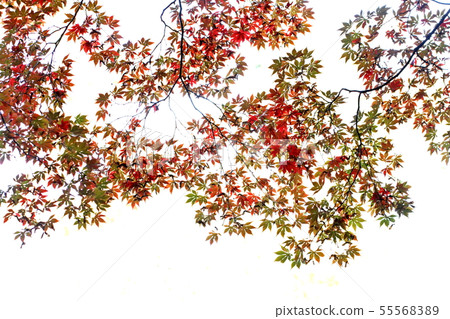 Autumn leaves 55568389