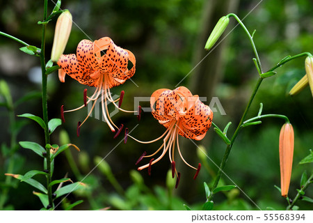 Oni百合 Oni百合 55568394