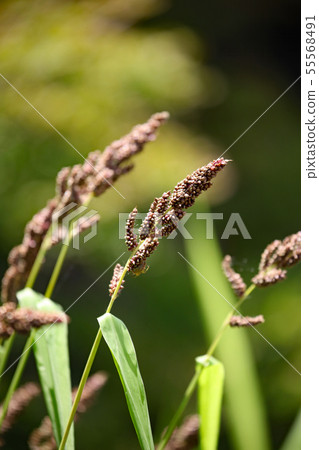 耳朵的耳朵 55568491