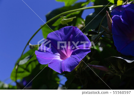 Blue sky and blue morning glory 55568597