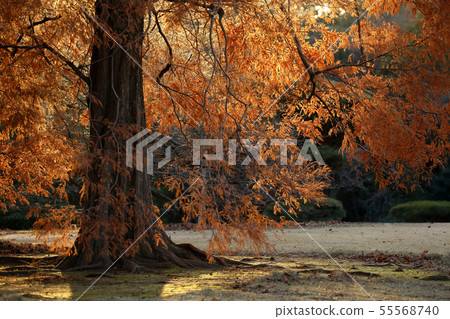 Autumnal leaves 55568740
