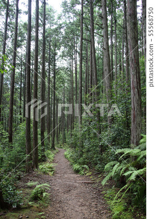Kumano Kodo: Enjoy a forest bath while walking along a dirt road that fits your feet. Taken in a vertical position between Kumano Hongu Taisha Shrine and Prince Hajimen Oji. Kumano Kodo: Enjoy a forest bath while walking along a dirt road that fits your feet. Taken in a vertical position between Kumano Hongu Taisha Shrine and Prince Hajimen Oji. 55568750