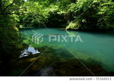 日本大和河道的Midori-no-Mori 日本大和河道的Midori-no-Mori 55568913