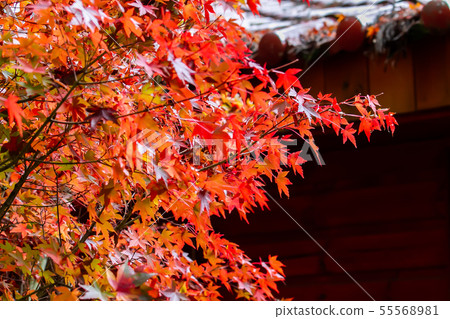 臺灣臺中福壽山武陵農場楓葉Taiwan Taichung Mountain Maple Leaf 臺灣臺中福壽山武陵農場楓葉Taiwan Taichung Mountain Maple Leaf 55568981