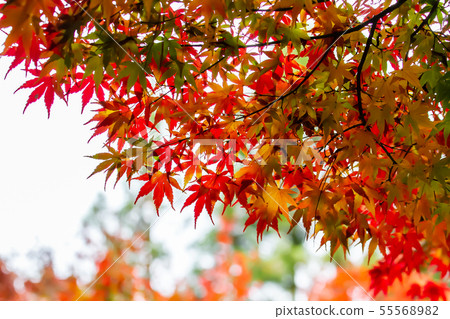 臺灣臺中福壽山武陵農場楓葉Taiwan Taichung Mountain Maple Leaf 55568982
