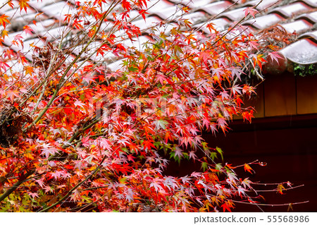 臺灣臺中福壽山武陵農場楓葉Taiwan Taichung Mountain Maple Leaf 55568986