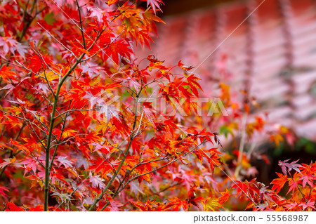臺灣臺中福壽山武陵農場楓葉Taiwan Taichung Mountain Maple Leaf 臺灣臺中福壽山武陵農場楓葉Taiwan Taichung Mountain Maple Leaf 55568987