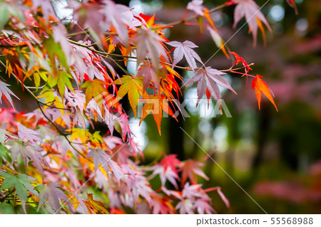 臺灣臺中福壽山武陵農場楓葉Taiwan Taichung Mountain Maple Leaf 55568988