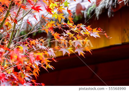 臺灣臺中福壽山武陵農場楓葉Taiwan Taichung Mountain Maple Leaf 臺灣臺中福壽山武陵農場楓葉Taiwan Taichung Mountain Maple Leaf 55568990