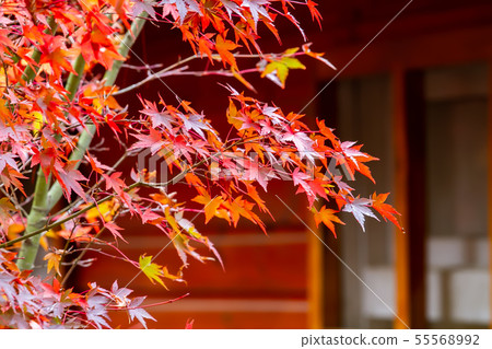 臺灣臺中福壽山武陵農場楓葉Taiwan Taichung Mountain Maple Leaf 55568992