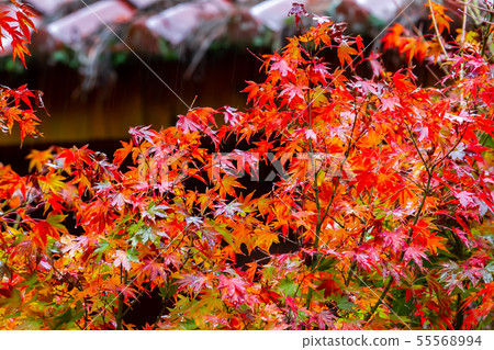 臺灣臺中福壽山武陵農場楓葉Taiwan Taichung Mountain Maple Leaf 55568994