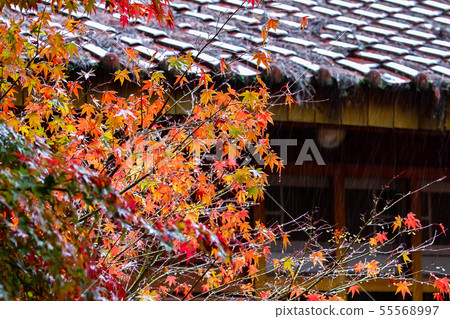 臺灣臺中福壽山武陵農場楓葉Taiwan Taichung Mountain Maple Leaf 55568997