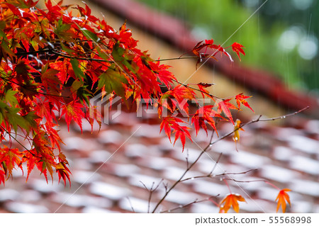 Taiwan Taichung Fushoushan Wuling Farm Maple Leaf Taiwan Taichung Mountain Maple Leaf 55568998