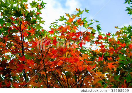 Taiwan Taichung Fushoushan Wuling Farm Maple Leaf Taiwan Taichung Mountain Maple Leaf Taiwan Taichung Fushoushan Wuling Farm Maple Leaf Taiwan Taichung Mountain Maple Leaf 55568999