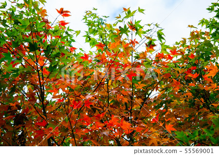 臺灣臺中福壽山武陵農場楓葉Taiwan Taichung Mountain Maple Leaf 臺灣臺中福壽山武陵農場楓葉Taiwan Taichung Mountain Maple Leaf 55569001