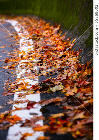 臺灣臺中福壽山武陵農場楓葉Taiwan Taichung Mountain Maple Leaf 55569002