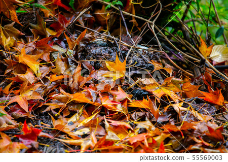 臺灣臺中福壽山武陵農場楓葉Taiwan Taichung Mountain Maple Leaf 55569003