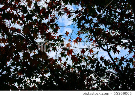 臺灣臺中福壽山武陵農場楓葉Taiwan Taichung Mountain Maple Leaf 55569005