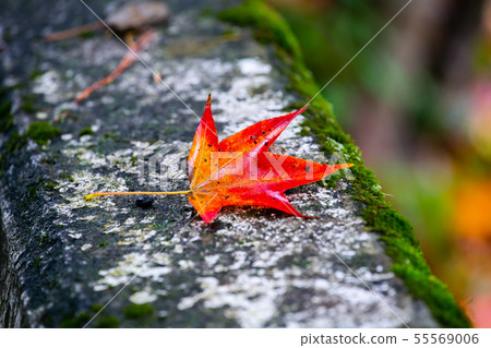 臺灣臺中福壽山武陵農場楓葉Taiwan Taichung Mountain Maple Leaf 55569006