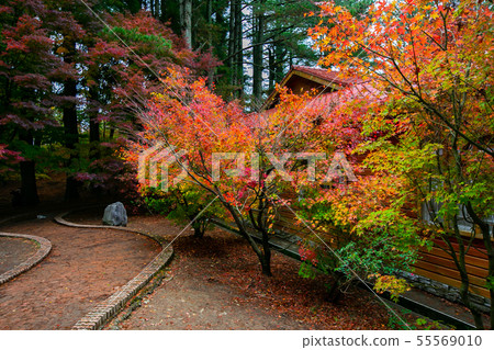臺灣臺中福壽山武陵農場楓葉Taiwan Taichung Mountain Maple Leaf 臺灣臺中福壽山武陵農場楓葉Taiwan Taichung Mountain Maple Leaf 55569010