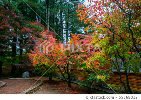 臺灣臺中福壽山武陵農場楓葉Taiwan Taichung Mountain Maple Leaf 55569012