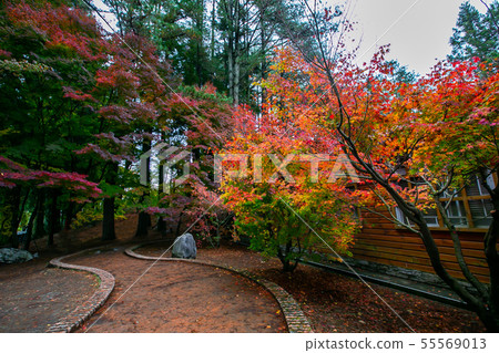 臺灣臺中福壽山武陵農場楓葉Taiwan Taichung Mountain Maple Leaf 55569013