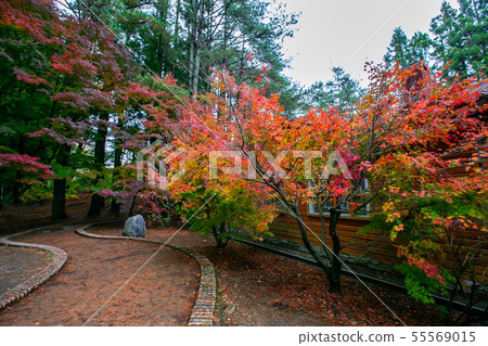臺灣臺中福壽山武陵農場楓葉Taiwan Taichung Mountain Maple Leaf 55569015