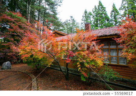 臺灣臺中福壽山武陵農場楓葉Taiwan Taichung Mountain Maple Leaf 55569017