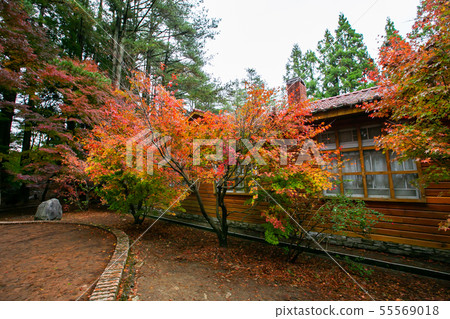 臺灣臺中福壽山武陵農場楓葉Taiwan Taichung Mountain Maple Leaf 55569018